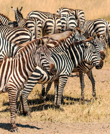 Zebras in the Serengheti national park of Tanzaniaの写真素材