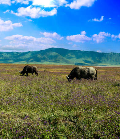 Buffalos in the valley of Tanzaniaの写真素材
