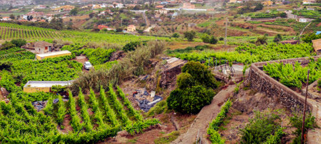 Orotava valley with banana plantation in the Canary Islandの写真素材