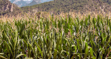 Fields of Catalonia in the north of Spain in a sunny day