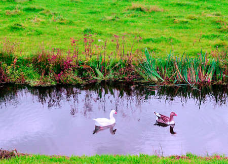 Water canal in Netherland on a cloudy dayの写真素材