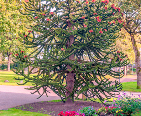 Trees in the fields of Netherland on a cloudy dayの写真素材