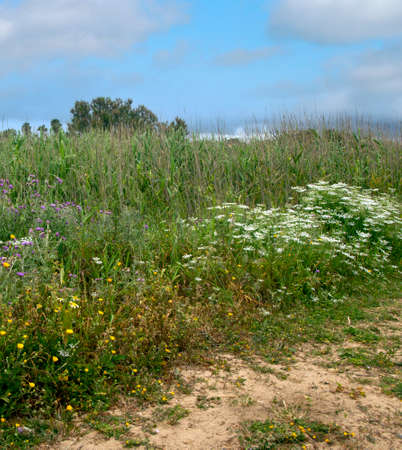 Meadows of Conil de La Frontera in the south of Spain in springtime.の写真素材