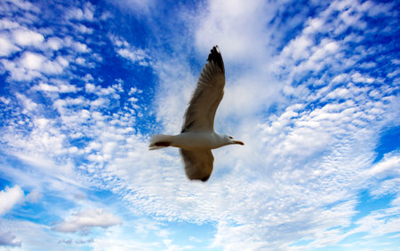 Seagull surrounded by clouds in a blue skyの写真素材