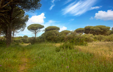 Meadows of Conil de La Frontera in the south of Spain in springtime. You can see flowers and sand of dunesの写真素材