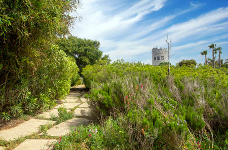 Meadows of Conil de La Frontera in the south of Spain in springtime.の写真素材