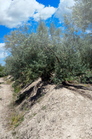 Olive trees in the field of Andalusia in a spring dayの写真素材