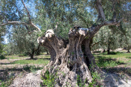 Olive trees in the field of Andalusia in a spring dayの写真素材