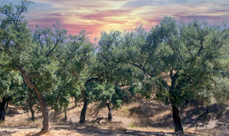 Forest of Sierra of Aracena in the south of Spain in a sunny dayの写真素材