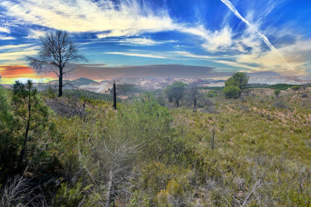 Forest of Huelva province in the south of Spain down a dramatic skyの写真素材
