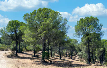 Trees in DespeÃ±aperros national park in the south of Spain.