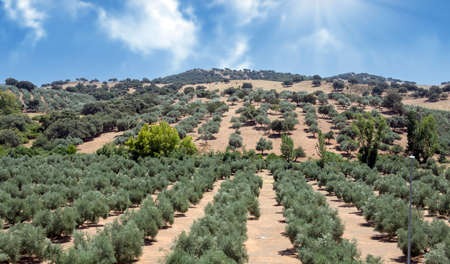 Olive trees in DespeÃ±aperros national park in the south of Spain.の写真素材