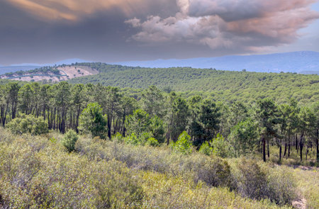 Trees in DespeÃ±aperros national park in the south of Spain.の写真素材