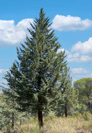 Trees in DespeÃ±aperros national park in the south of Spain.