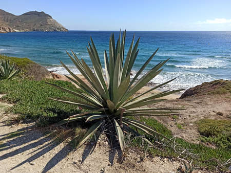 Cabo de Gata in Almeria province in a sunny day.の写真素材