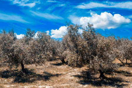 Olive trees in the field of Andalusia in a spring dayの写真素材