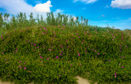 Meadows of Conil de La Frontera in the south of Spain in springtime. You can see flowers and sand of dunesの写真素材