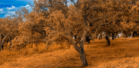 Forest of Sierra of Aracena in the south of Spain in a sunny day