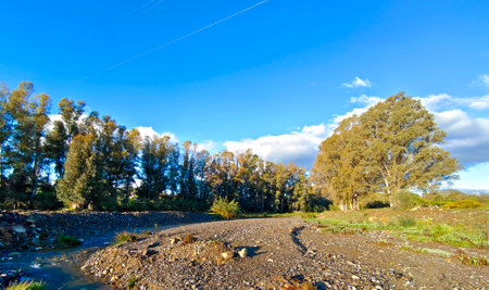 Flowers in the meadows of Cordoba province in Spain in the springtimeの写真素材