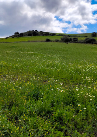 Meadows in Malaga province in springtimeの写真素材
