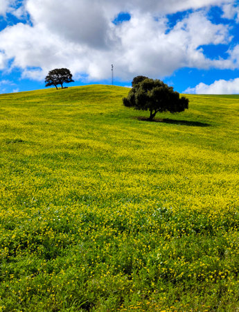 Meadows in Malaga province in springtimeの写真素材