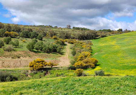 Meadows in Malaga province in springtimeの写真素材