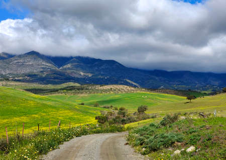Meadows in Malaga province in springtime