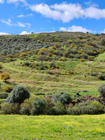 Meadows in Malaga province in springtime
