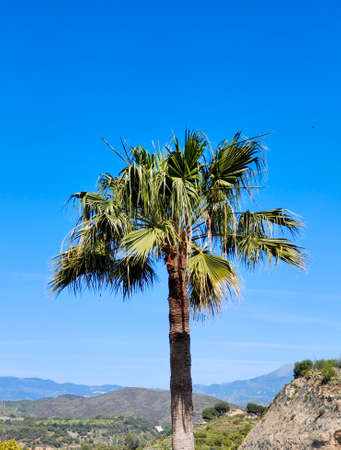 Garden with palm trees in the south of Spainの写真素材