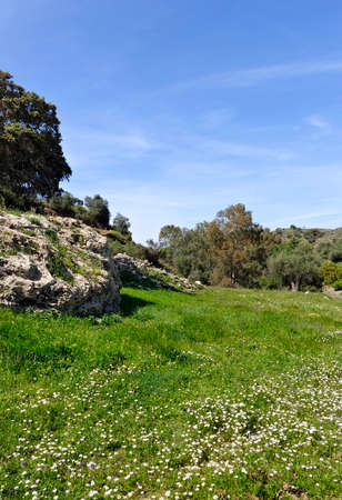 Trees in the meadows of Malaga province in the south of Span in a sunny dayの写真素材