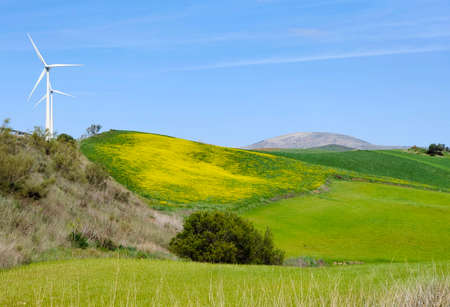 Trees in the meadows of Malaga province in the south of Span in a sunny dayの写真素材