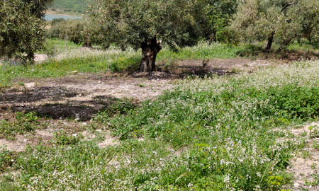 Olive trees in Malaga province in the springtimeの写真素材