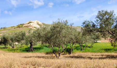 Olive trees in Malaga province in the springtimeの写真素材