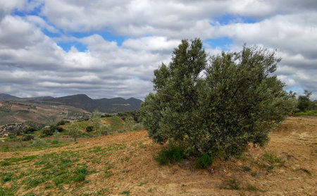 Meadows in Ronda in the south of Spain in the springtimeの写真素材