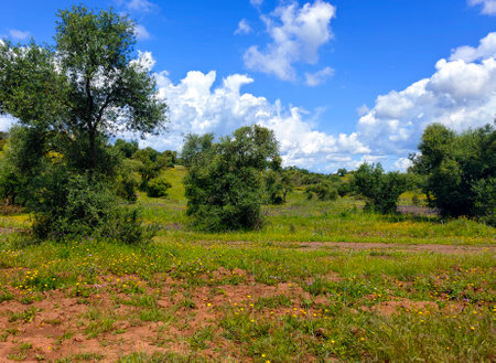 Trees in the meadows of Sevilla province in the south of Spain in a cloudy dayの写真素材