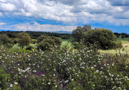 Meadows of Extremadura in the south of Spain in a sunny dayの写真素材