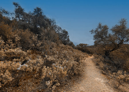 Flowers in the meadows of Cordoba province in Spain in the springtimeの写真素材