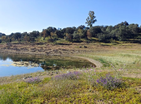 Lake in the meadows of Extremadura in the center of Spain in a sunny dayの写真素材