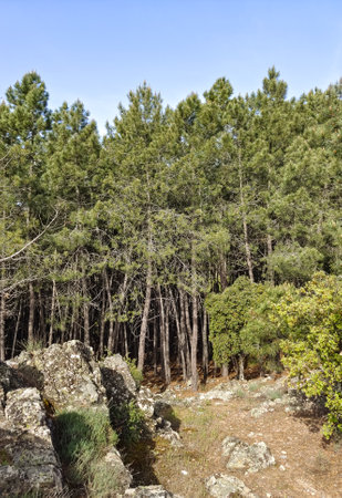Meadows with trees and flowers in Extremadura in the center of Spain in a sunny dayの写真素材