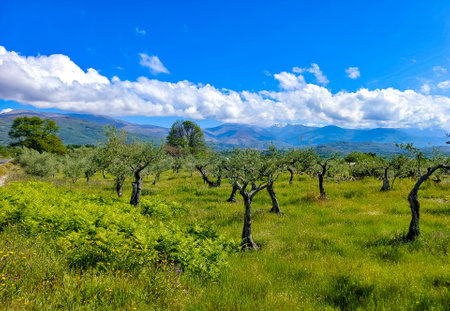Trees in the Jerte valley in the center of Spain in a sunny dayの写真素材
