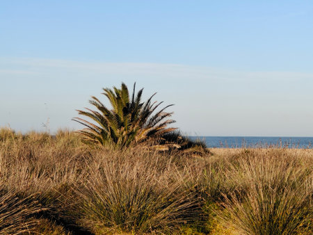 Palm trees on the dunes of the North Sea coast in springの写真素材