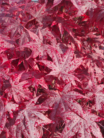 Red maple leaves with dew drops close-up. autumn background