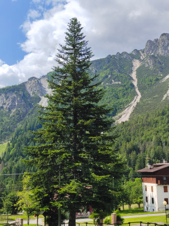 Mountain landscape with fir trees and mountains in the background, Switzerlandの写真素材