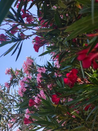Pink oleander flowers blooming in the garden with blue sky