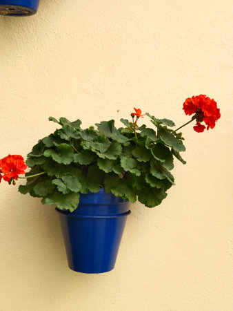 Geranium flowers in blue pot on white wall background, Thailand.