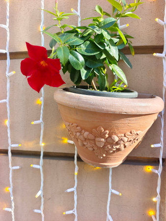 Several petals of flower forming a fund