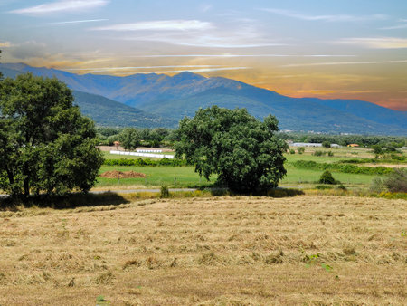 Trees in nature at sunset in the south of Spainの写真素材
