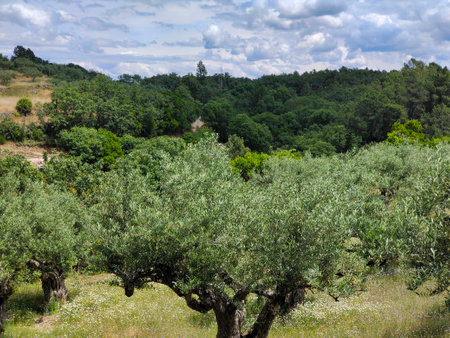 Olive trees in the center of Spain in a cloudy dayの写真素材