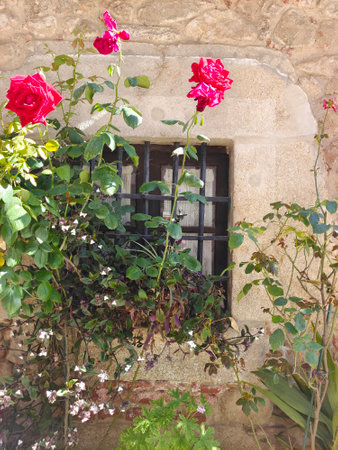 Flowers in facade of house in a sunny dayの写真素材