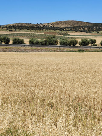Meadows in the valley in a sunny dayの写真素材